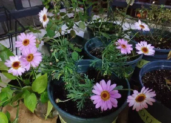 植物常识问题|菊花这样养护年年爆盆