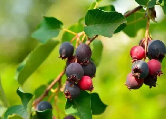 植物常识问题|蓝莓浇水掌握哪些个要点