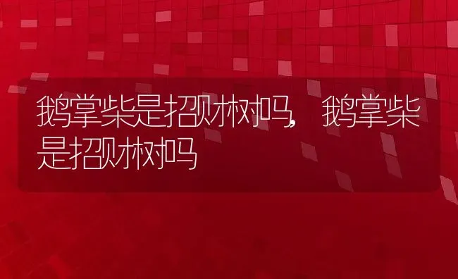 鹅掌柴是招财树吗,鹅掌柴是招财树吗 | 养殖常见问题