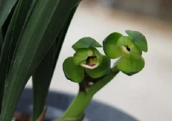 植物常识问题|十大矮种兰花图片 最好养易开花的矮小兰花品种