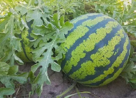 植物常识问题|西瓜栽培技术与田间管理要点