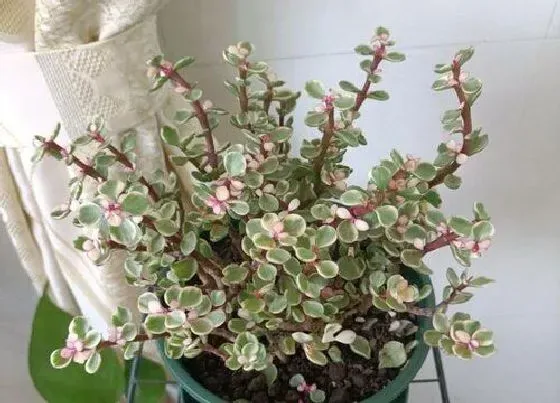 植物常识问题|扦插金枝玉叶需要注意哪些要点