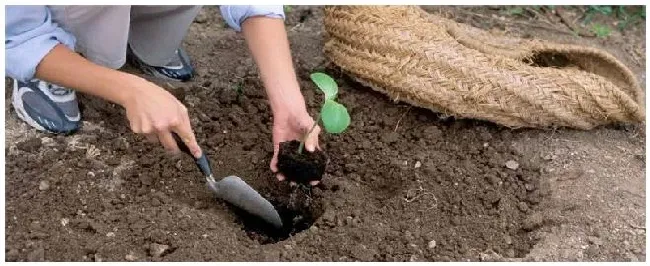 苗木种植安全注意事项 | 生活常识