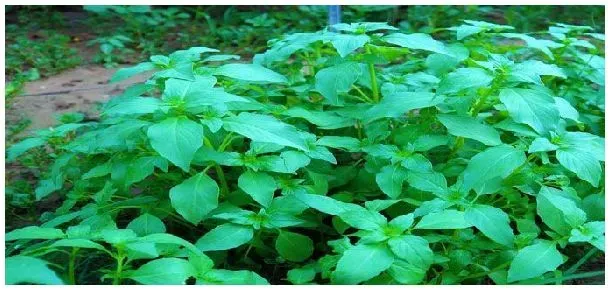大叶荆芥的种植方法 | 农业答疑