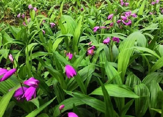 植物常识问题|十大矮种兰花图片 最好养易开花的矮小兰花品种