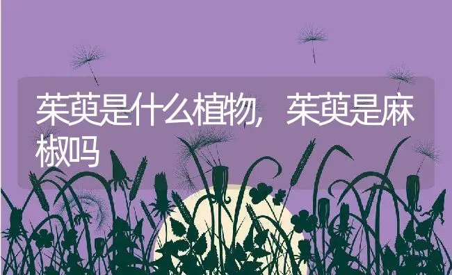 茱萸是什么植物,茱萸是麻椒吗 | 养殖常见问题