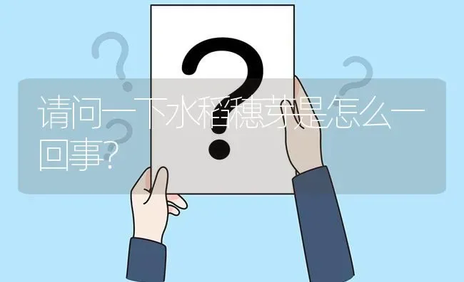 请问一下水稻穗芽是怎么一回事? | 养殖问题解答