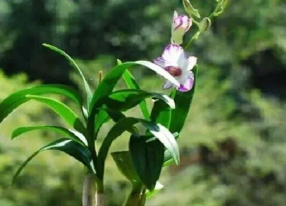 植物常识问题|十大矮种兰花图片 最好养易开花的矮小兰花品种