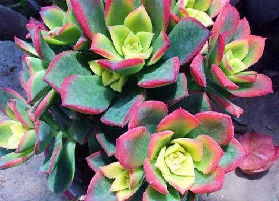 植物常识问题|多肉艳日辉夏天如何养护叶片肥厚状态好