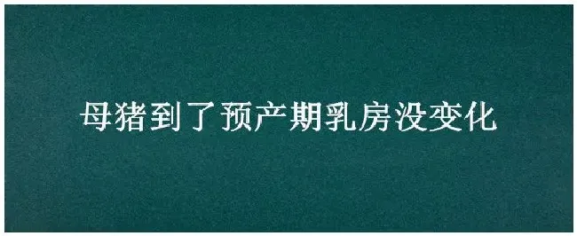 母猪到了预产期乳房没变化 | 三农问答