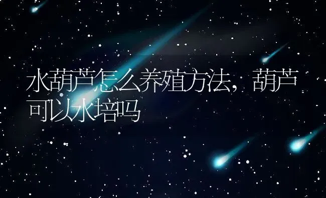 水葫芦怎么养殖方法,葫芦可以水培吗 | 养殖常见问题