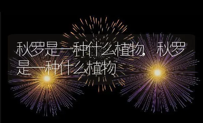 秋罗是一种什么植物,秋罗是一种什么植物 | 养殖常见问题