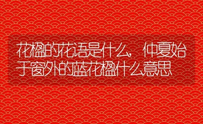 花楹的花语是什么,仲夏始于窗外的蓝花楹什么意思 | 养殖常见问题