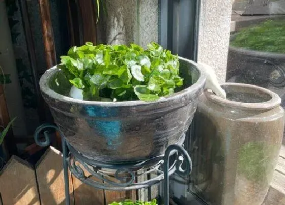 植物常识问题|铜钱草如何栽培长满盆