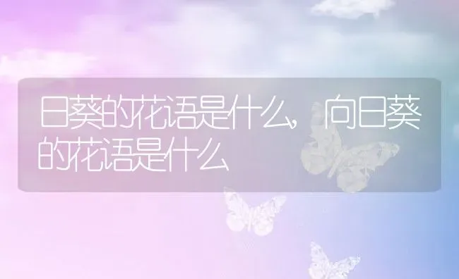 日葵的花语是什么,向日葵的花语是什么 | 养殖常见问题