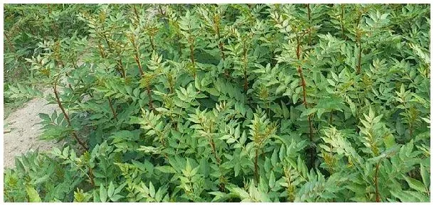 香椿一亩地种植多少棵 | 农业答疑