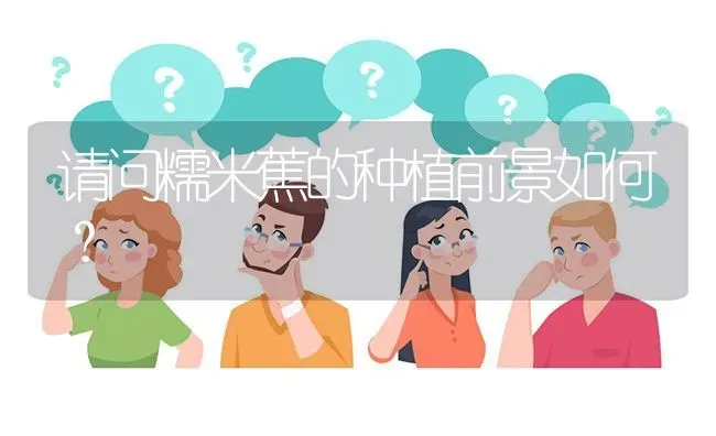 请问糯米蕉的种植前景如何? | 养殖问题解答