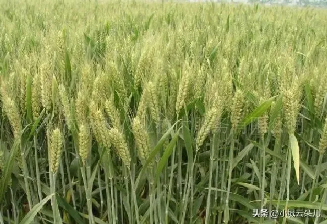 植物常识问题|小麦种子不拌药能直接播种吗（小麦不拌种有什么坏处）