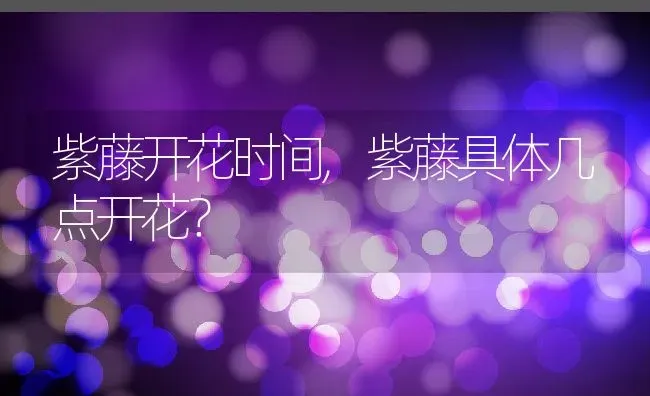紫藤开花时间,紫藤具体几点开花？ | 养殖常见问题