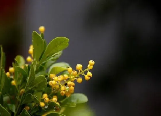植物常识问题|导致米兰烂根死亡的原因