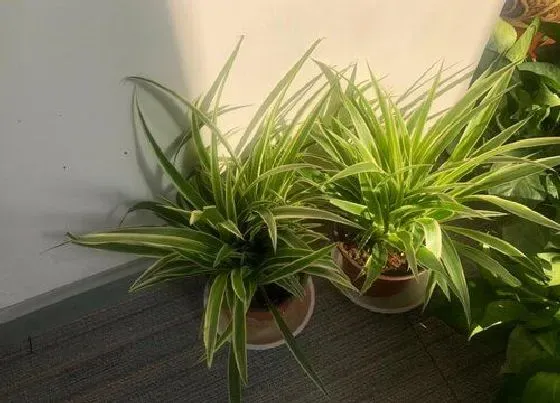 植物常识问题|吊兰叶子变黑变腐烂是什么原因