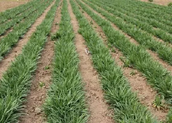 植物常识问题|中国最好的韭菜品种