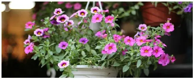 长春花种植注意事项 | 三农问答