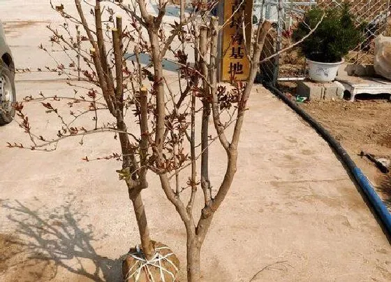 植物常识问题|石榴树什么时候移栽成活率高