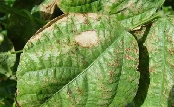 植物常识问题|辣椒褐斑病发病原因及防治方法（辣椒褐斑病发病条件）