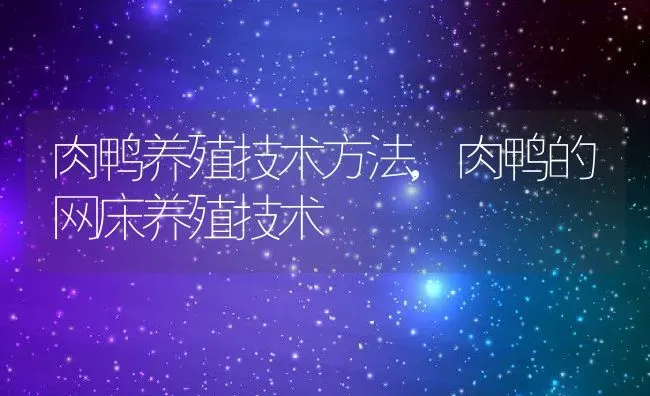 肉鸭养殖技术方法,肉鸭的网床养殖技术 | 养殖常见问题