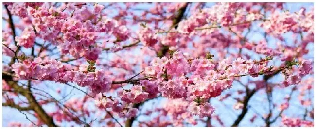 描述桃树的特点是什么 | 三农问答