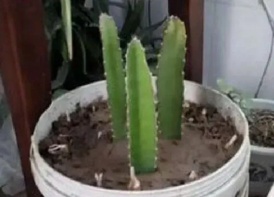植物常识问题|扦插火龙果如何养护很快长根成活