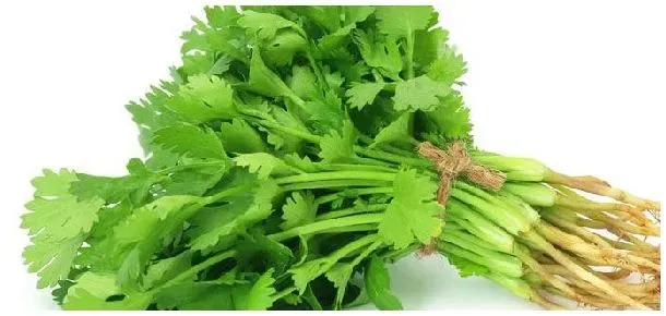 香菜须有什么作用 | 农业答疑