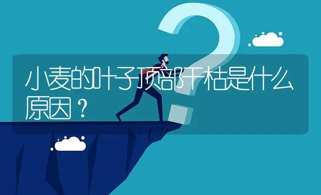 小麦的叶子顶部干枯是什么原因? | 养殖问题解答