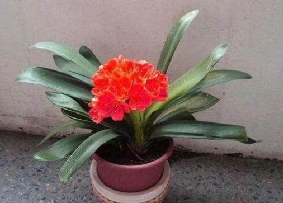 植物常识问题|君子兰用什么施肥快速长新叶