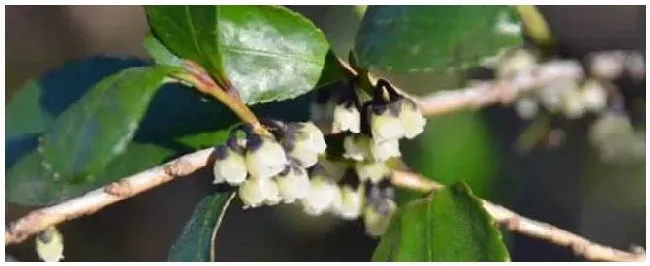 野桂花蜂蜜的蜜源是什么植物？ | 农业问题