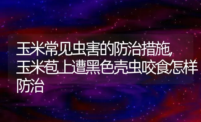 玉米常见虫害的防治措施,玉米苞上遭黑色壳虫咬食怎样防治 | 养殖常见问题