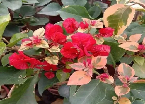 植物常识问题|如何室内养殖三角梅