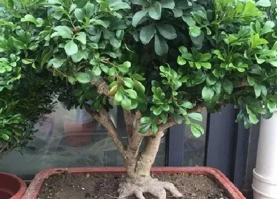 植物常识问题|导致米兰烂根死亡的原因