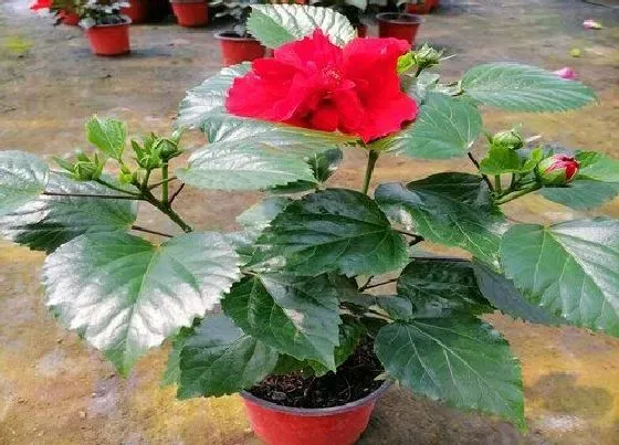 植物常识问题|扶桑花新买的叶子蔫了怎么办（网购扶桑花上盆后叶片发蔫）