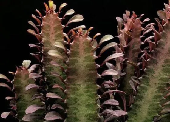 植物常识问题|腐烂红龙骨扦插方法