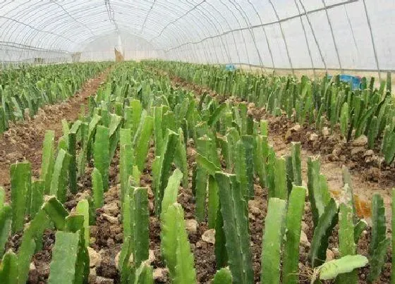 植物常识问题|扦插火龙果如何养护很快长根成活