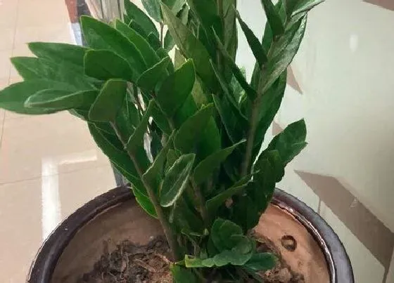 植物常识问题|金钱树怎么养护新叶比老叶大一倍