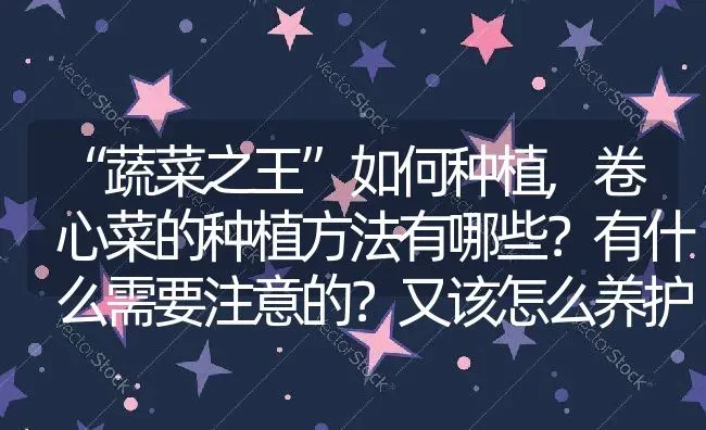 “蔬菜之王”如何种植,卷心菜的种植方法有哪些？有什么需要注意的？又该怎么养护 | 养殖常见问题