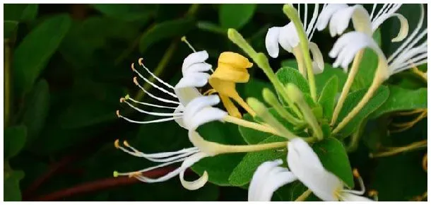 金银花分几种 | 农业问题