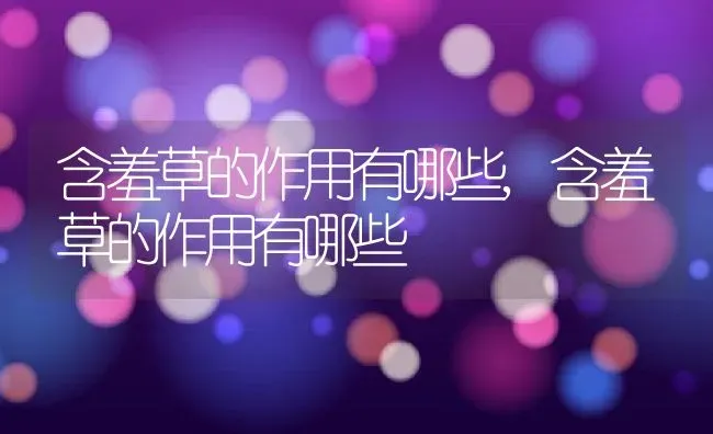 含羞草的作用有哪些,含羞草的作用有哪些 | 养殖常见问题