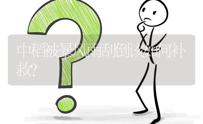 中稻被暴风雨刮倒该如何补救? | 养殖问题解答