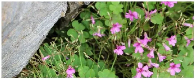 酢浆草怎么过冬 | 农业常识