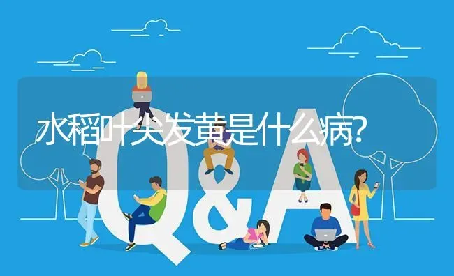 水稻叶尖发黄是什么病? | 养殖问题解答