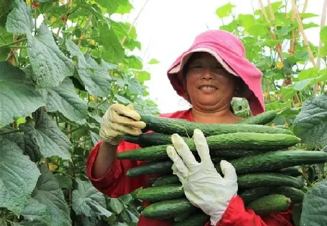 植物常识问题|黄瓜叶子枯萎变黄是什么病怎样防治（黄瓜枯萎病发病原因）